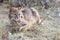 Bobcat laying in sage grass