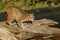 Bobcat on Log