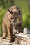 Bobcat on a Log