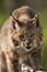 Bobcat Looking at Camera