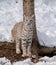 A bobcat looking directly at me while sitting near a tree