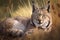 bobcat lying in grassy meadow