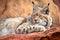 bobcat lying on its belly, surveying the landscape