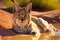 bobcat lying in the sun, soaking up the heat