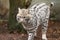 Bobcat Lynx rufus