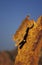 BOBCAT lynx rufus, ADULT LEAPING FROM ROCK, CANADA