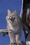 Bobcat, lynx rufus, Adult Yawning against Blue Sky, Canada