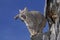 Bobcat, lynx rufus, Adult Yawning, Canada