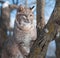 Bobcat (Lynx rufus) Climbs Tree