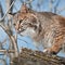 Bobcat (Lynx rufus) Close Up in Tree