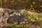 Bobcat (Lynx rufus) Crouches Near Log