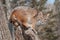 Bobcat (Lynx rufus) Crouches on Snowy Stump