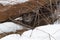 Bobcat Lynx rufus Hidden in Rock Pile Winter