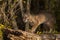 Bobcat (Lynx rufus) Licks Nose
