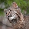 Bobcat (Lynx rufus) Looks Left Closeup