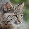 Bobcat (Lynx rufus) Looks Right Closeup