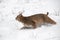 Bobcat Lynx rufus Makes Quick Turn Left in Snow Winter