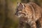 Bobcat Lynx rufus Profile