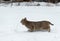 Bobcat Lynx rufus Quick Stop in Snow Looking Back Left Winter