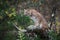 Bobcat Lynx rufus Sits on Branch Autumn