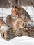 Bobcat (Lynx rufus) Sits on Branch in Profile