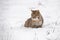 Bobcat Lynx rufus Sits in Snow Looking Left Winter