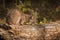 Bobcat Lynx rufus Sniffs at Log