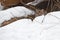 Bobcat Lynx rufus Stalks From Behind Snow Pile Near Rocks Winter