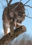 Bobcat (Lynx rufus) Stalks from Tree