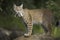 Bobcat (Lynx rufus) standing on a rock