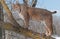 Bobcat (Lynx rufus) Stands on Branch of Tree Looking Left