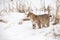 Bobcat Lynx rufus Stands in Snow Looking Left Winter