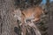 Bobcat (Lynx rufus) Stands on Stump