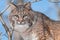 Bobcat (Lynx rufus) in Tree