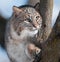 Bobcat (Lynx rufus) in Tree