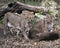 Bobcat photos. Picture. Image. Portrait. Bobcats under a tree branch. Interacting. Love couple