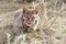 Bobcat playing with sage catnip