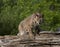 Bobcat Ready to Pounce