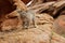 Bobcat on Rocky Ledge