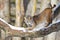 Bobcat sharpening his claws