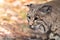 Bobcat side portrait in the fall