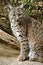 Bobcat Spots and Paws