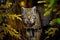 bobcat stalking through forest, eyes fixed on its prey