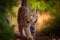 bobcat stalking through the forest, its eyes keenly focused on its prey