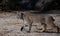 A Bobcat Stalking its Prey in Yosemtie Valley