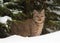 bobcat standing in ddep snow in winter