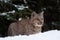 bobcat standing in ddep snow in winter