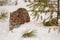 bobcat standing in ddep snow in winter, walking