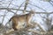 Bobcat standing on tree branch