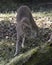 Bobcat Stock Photos,  Bobcat animal close-up profile view.  Bobcat picture. Bobcat portrait. Bobcat show. Bobcat animal looking at